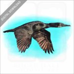 Brandt's Cormorant stock image