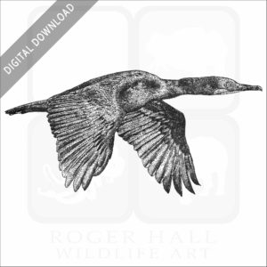 Brandt's Cormorant