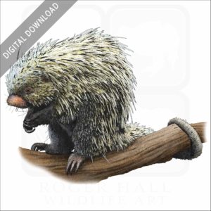 Brazilian Porcupine stock image