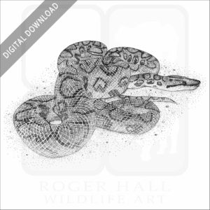 Brazilian Rainbow Boa