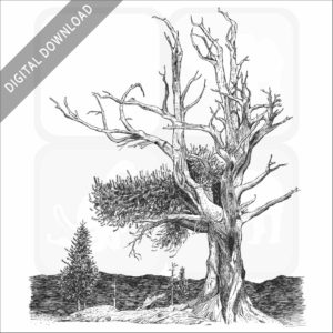 Bristlecone Pine stock image