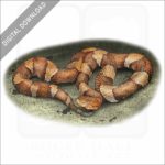 Broad-Banded Copperhead stock image