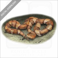 Broad-Banded Copperhead stock image