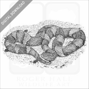 Broad-Banded Copperhead