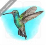 Broad-Billed Hummingbird stock image
