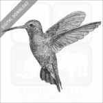 Broad-Billed Hummingbird