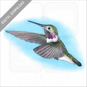 Broad-Tailed Hummingbird stock image