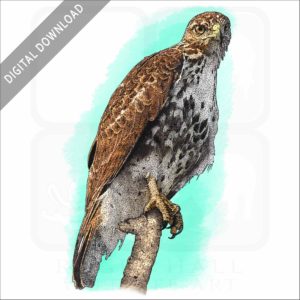 Broad-Winged Hawk stock image