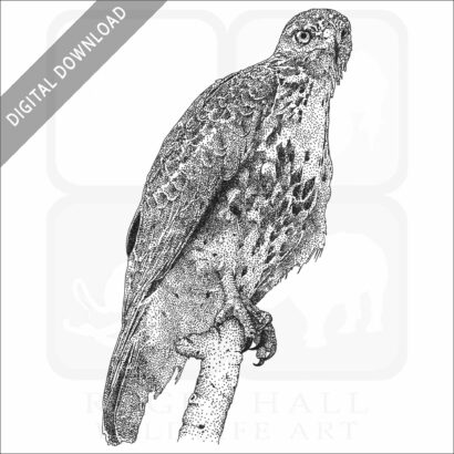Broad-Winged Hawk