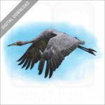 Brolga Crane stock image