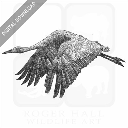 Brolga Crane