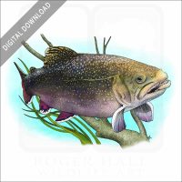 Brook Trout stock image