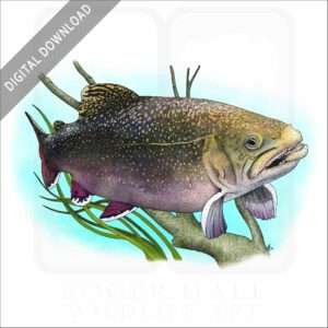 Brook Trout stock image