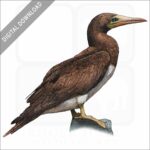 Brown Booby stock image