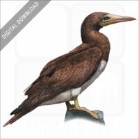 Brown Booby stock image