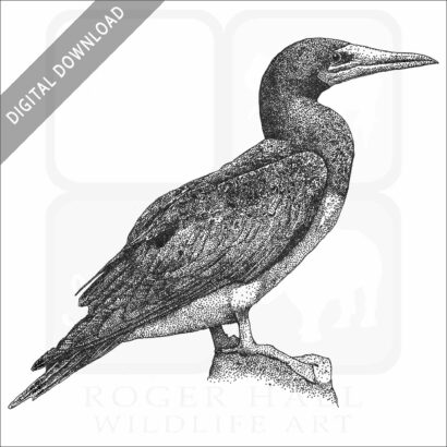 Brown Booby