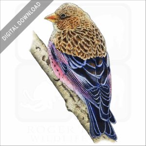 Brown-Capped Rosy Finch stock image