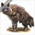 Brown Hyena stock image