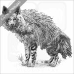 Brown Hyena