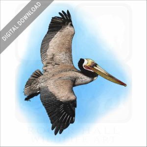 Brown Pelican stock image