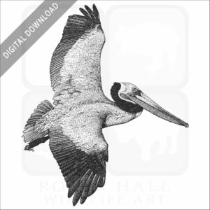 Brown Pelican
