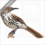 Brown Thrasher stock image