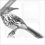 Brown Thrasher