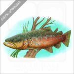 Brown Trout stock image