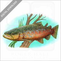 Brown Trout stock image