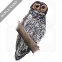 Brown Wood Owl stock image