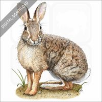 Brush Rabbit stock image