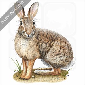 Brush Rabbit stock image