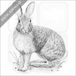 Brush Rabbit