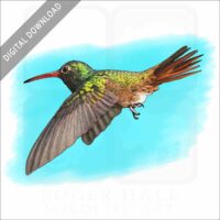 Buff-Bellied Hummingbird stock image