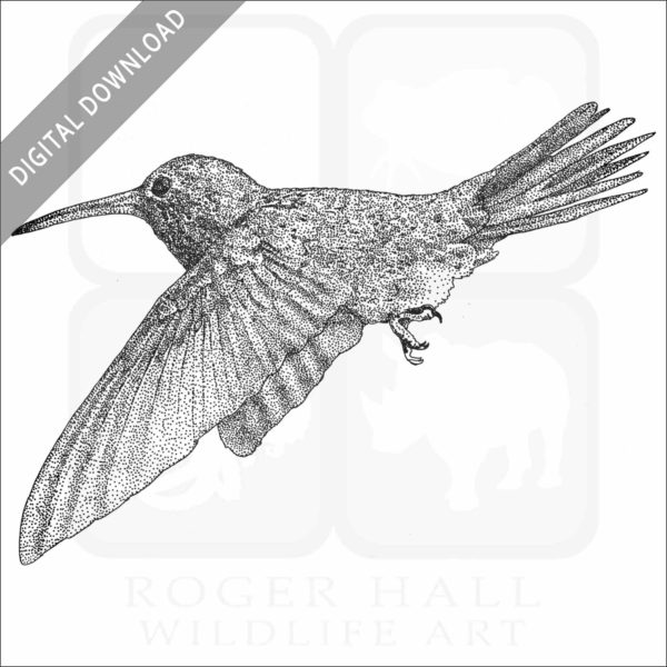 Buff-Bellied Hummingbird