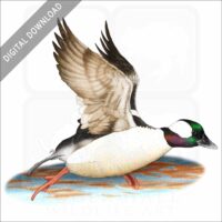 Bufflehead Duck stock image