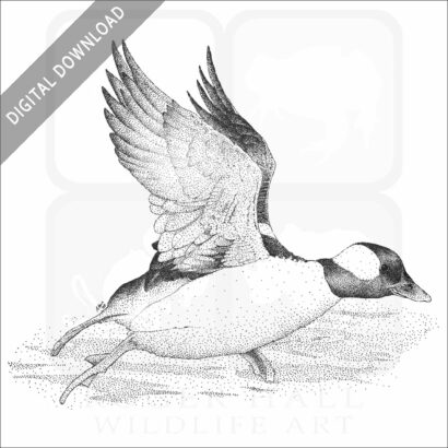 Bufflehead Duck