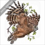 Buffy Fish Owl stock image