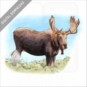 Bull Moose stock image