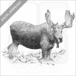 Moose or Elk drawing