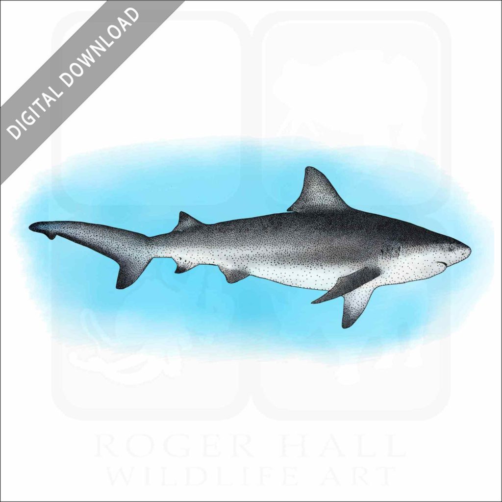Stock Art Drawing of a Bull Shark - inkart