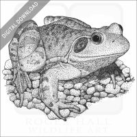 American Bullfrog stock art drawing