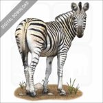 Burchell's zebra illustration