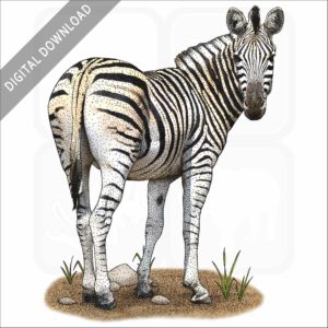 Burchell's zebra illustration