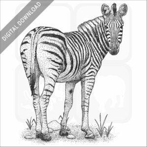 Burchell's zebra