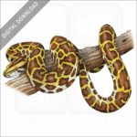 Burmese Python stock image