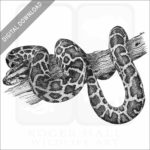 Burmese Python