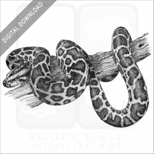 Burmese Python