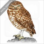 Burrowing Owl stock image