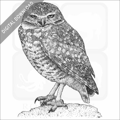 Burrowing Owl